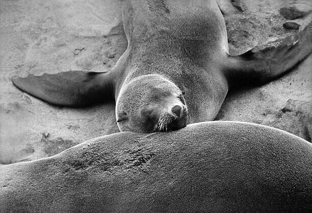 jeu Plakát, Obraz - Sleeping seal, jeu, 40 × 26.7 cm