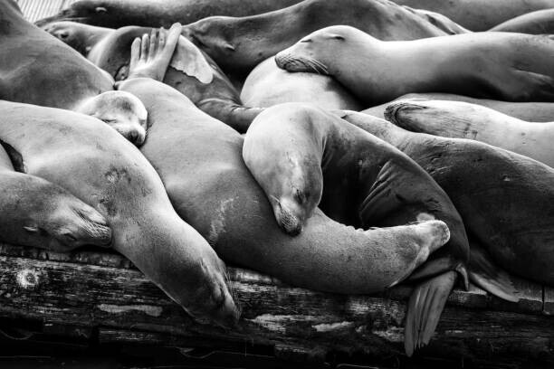 Sherrodphoto Plakát, Obraz - Multiple sleeping sea lions on a, Sherrodphoto, 40 × 26.7 cm