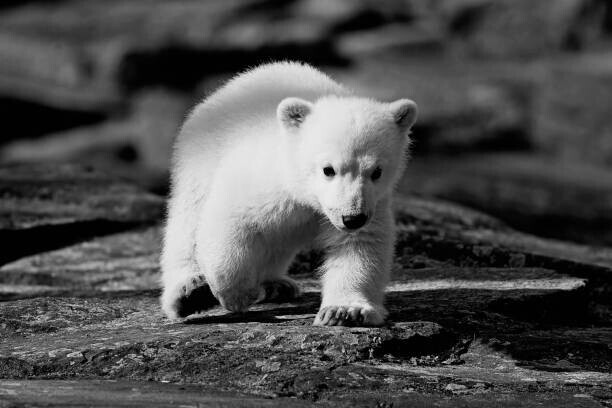 fhm Plakát, Obraz - Polar bear, fhm, 40 × 26.7 cm