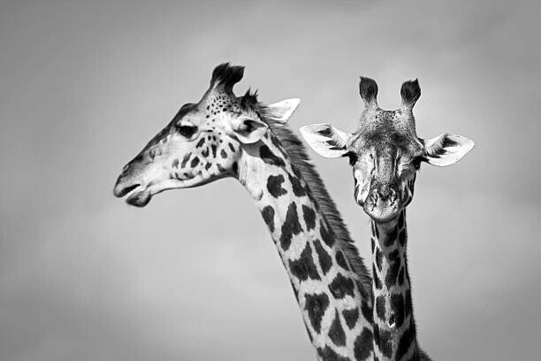 WLDavies Plakát, Obraz - Two giraffe, WLDavies, 40 × 26.7 cm