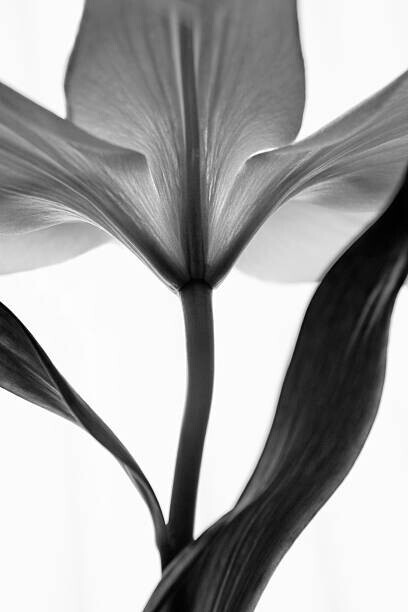 letty17 Plakát, Obraz - monochrome lily, letty17, 26.7 × 40 cm