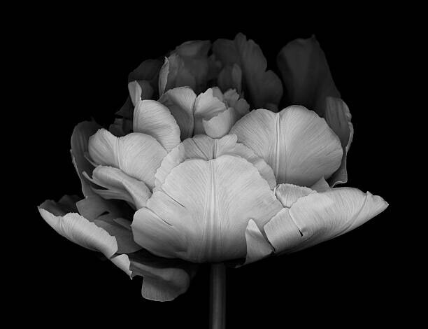 OGphoto Plakát, Obraz - XXXL: Monocrhome Double Tulip, OGphoto, 40 × 30 cm