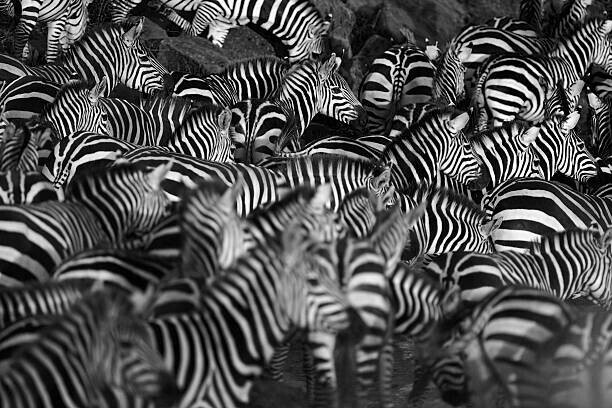 WLDavies Plakát, Obraz - Zebra herd, WLDavies, 40 × 26.7 cm