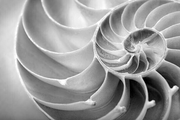 skodonnell Plakát, Obraz - nautilus close up, skodonnell, 40 × 26.7 cm