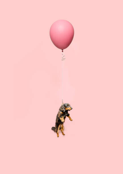Ian Ross Pettigrew Plakát, Obraz - Cute dog tied to a balloon and floating, Ian Ross Pettigrew, 30 × 40 cm
