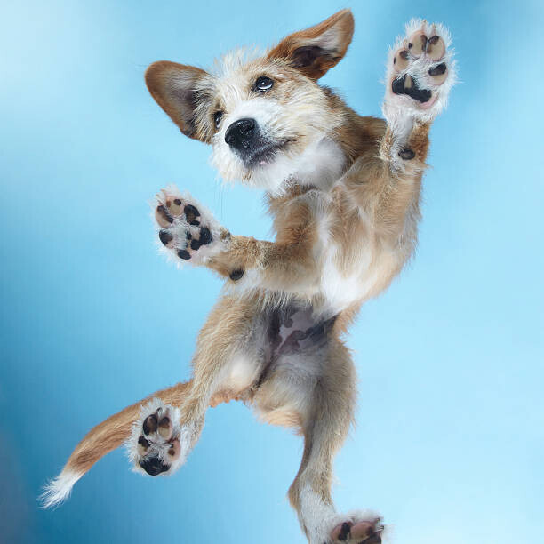 Gandee Vasan Plakát, Obraz - PuppyDance3, Gandee Vasan, 40 × 40 cm
