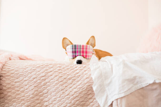 Cavan Images Plakát, Obraz - Front view of corgi with plaid, Cavan Images, 40 × 26.7 cm