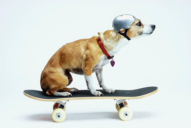 Chris Rogers Plakát, Obraz - Dog with Helmet Skateboarding, Chris Rogers, 40 × 26.7 cm
