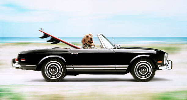 James Noble Plakát, Obraz - Surfer dog, James Noble, 40 × 22.2 cm