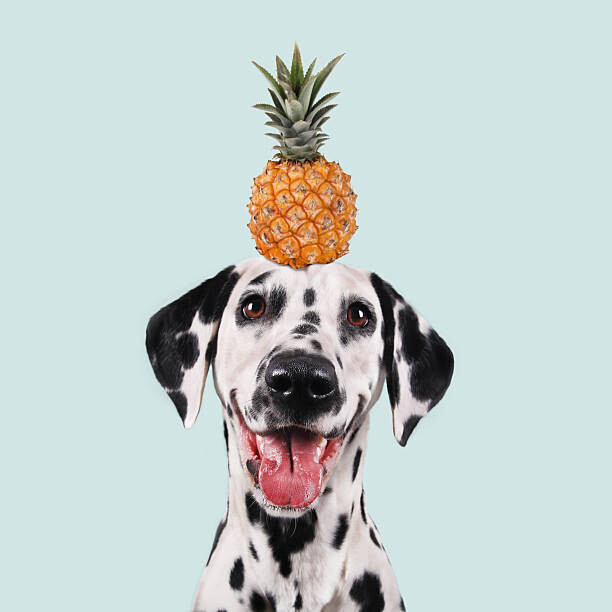 retales botijero Plakát, Obraz - Funny dog, retales botijero, 40 × 40 cm