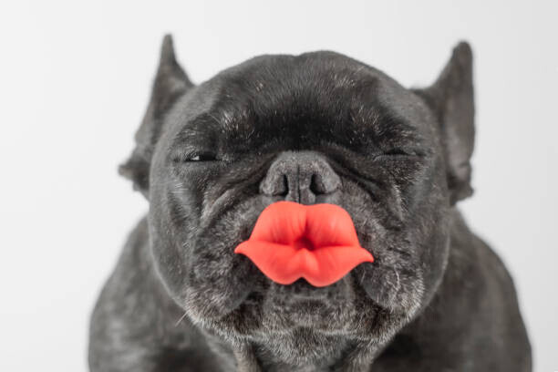 Fernando Trabanco Fotografía Plakát, Obraz - Dog winking, Fernando Trabanco Fotografía, 40 × 26.7 cm