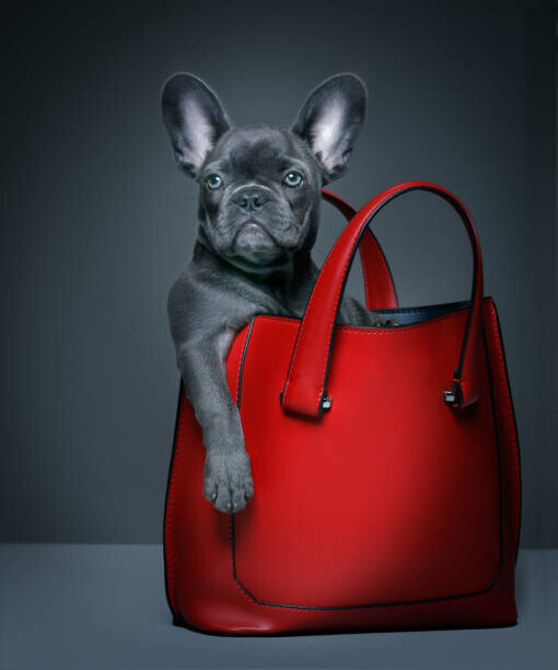 Tim Platt Plakát, Obraz - Female blue French Bulldog puppy in a handbag., Tim Platt, 33.3 × 40 cm