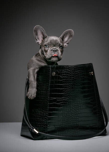 Tim Platt Plakát, Obraz - Female blue French Bulldog puppy in a handbag., Tim Platt, 30 × 40 cm