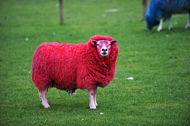 RK Smith Plakát, Obraz - candy sheep, RK Smith, 40 × 26.7 cm