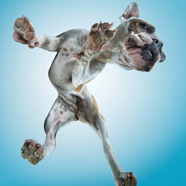 Gandee Vasan Plakát, Obraz - French Bulldog Dancing, Gandee Vasan, 40 × 40 cm