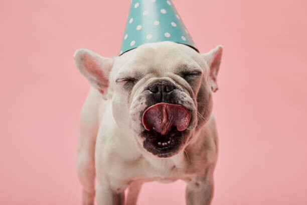 LightFieldStudios Plakát, Obraz - french bulldog in blue birthday cap, LightFieldStudios, 40 × 26.7 cm