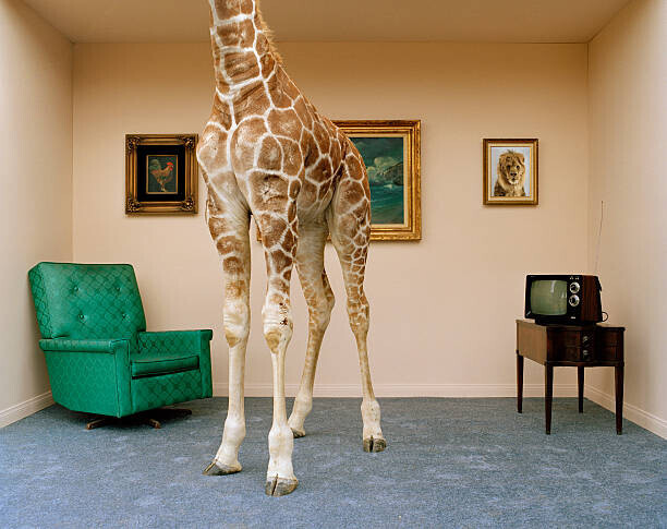 Matthias Clamer Plakát, Obraz - Giraffe in living room, low section, Matthias Clamer, 40 × 30 cm