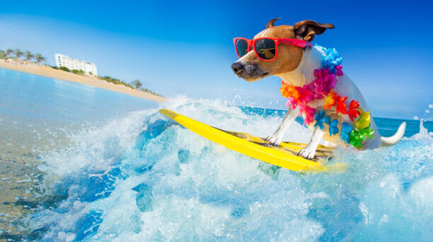 damedeeso Plakát, Obraz - dog surfing on a wave, damedeeso, 40 × 22.2 cm