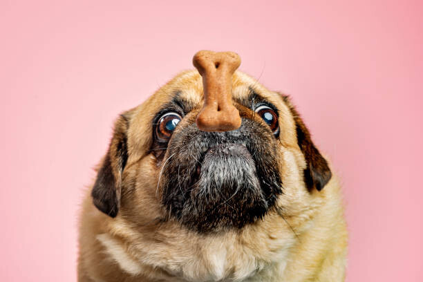 ClarkandCompany Plakát, Obraz - Dog being teased with a biscuit, ClarkandCompany, 40 × 26.7 cm