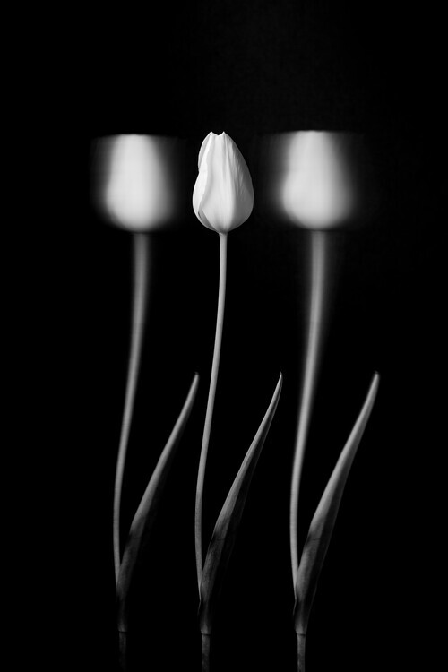 Tony Xu Plakát, Obraz - Tulips, Tony Xu, 26.7 × 40 cm