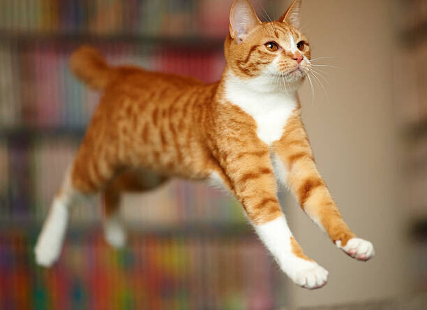 Akimasa Harada Plakát, Obraz - Cat Jumping, Akimasa Harada, 40 × 30 cm