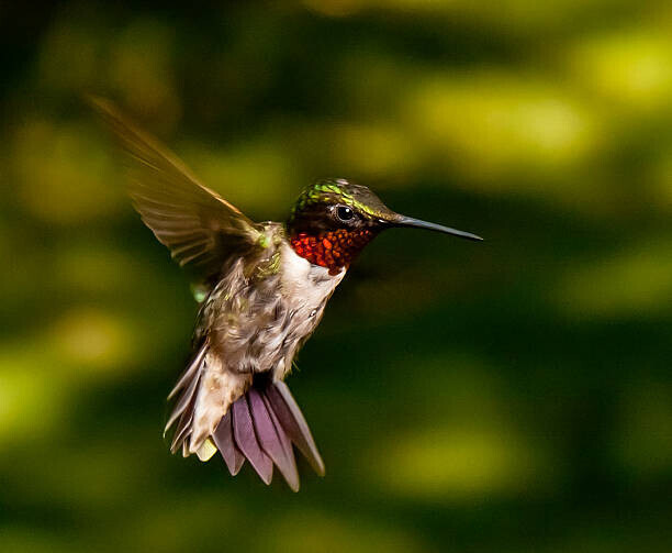 Adam Jeffery Photography Plakát, Obraz - Red Throated Hummingbird, Adam Jeffery Photography, 40 × 32.9 cm