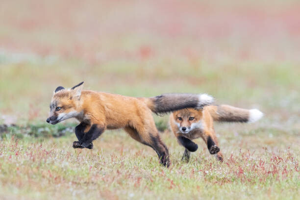 Carlos Carreno Plakát, Obraz - Fox kit chase, Carlos Carreno, 40 × 26.7 cm