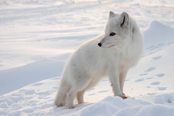 DmitryND Plakát, Obraz - Polar fox., DmitryND, 40 × 26.7 cm