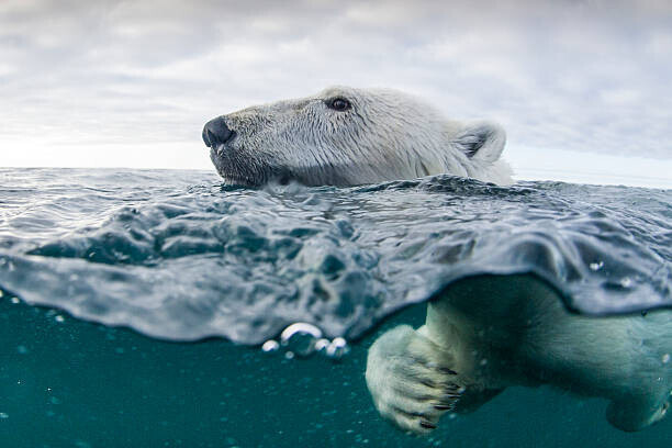 Paul Souders Plakát, Obraz - Underwater Polar Bear in Hudson Bay, Canada, Paul Souders, 40 × 26.7 cm