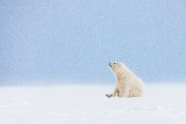 Patrick J. Endres Plakát, Obraz - Polar bear cub in falling snow., Patrick J. Endres, 40 × 26.7 cm