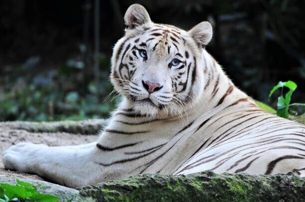 Daniela White Images Plakát, Obraz - White Bengal/Panthera Tigris- facing camera, Daniela White Images, 40 × 26.7 cm