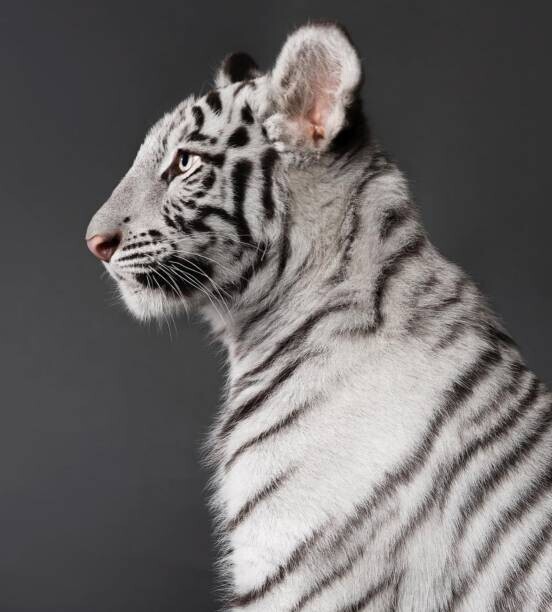 Shizu Luminous / 500px Plakát, Obraz - Close-up of white tiger against black, Shizu Luminous / 500px, 40 × 40 cm