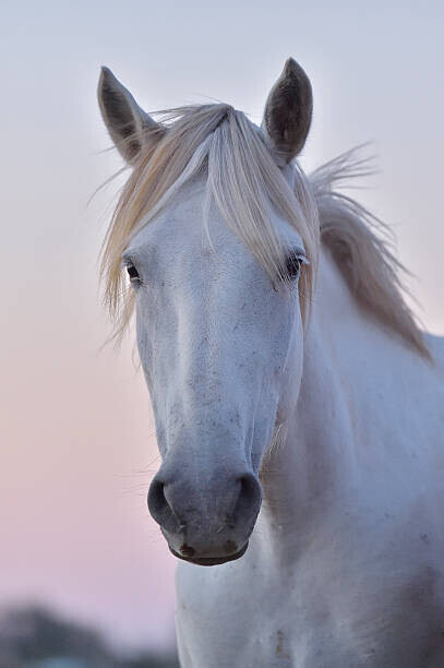 Raimund Linke Plakát, Obraz - Camargue Horse, Portrait, Raimund Linke, 26.7 × 40 cm