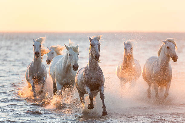 Peter Adams Plakát, Obraz - White horses running through water, The Camargue, Peter Adams, 40 × 26.7 cm