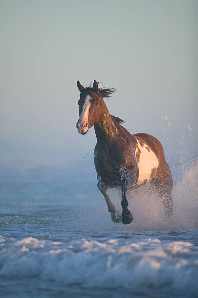 John Giustina Plakát, Obraz - Horse running through surf, evening, John Giustina, 26.7 × 40 cm