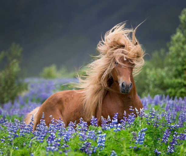 Arctic-Images Plakát, Obraz - Horse running by lupines, Arctic-Images, 40 × 33.4 cm