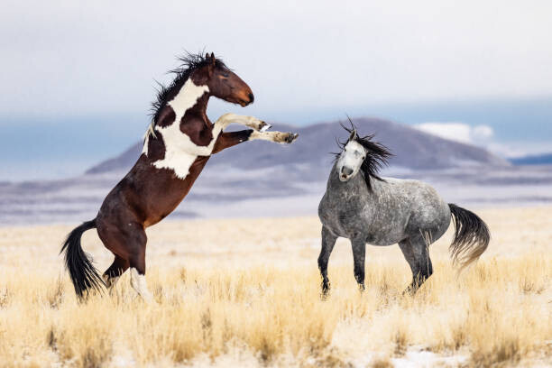 Jason Hutchison Plakát, Obraz - Wild Horses, Jason Hutchison, 40 × 26.7 cm
