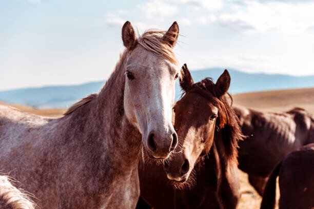 ti-ja Plakát, Obraz - Wild horses in nature reserve, ti-ja, 40 × 26.7 cm