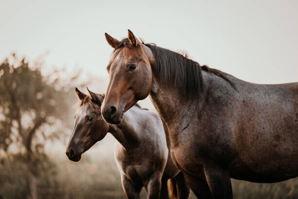 Tabitha Roth Plakát, Obraz - Fohlen mit Mutter Stute Pferde Quarter Horse, Tabitha Roth, 40 × 26.7 cm