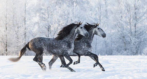 Abramova_Kseniya Plakát, Obraz - Two running grey Purebred Spanish horses, Abramova_Kseniya, 40 × 22.2 cm