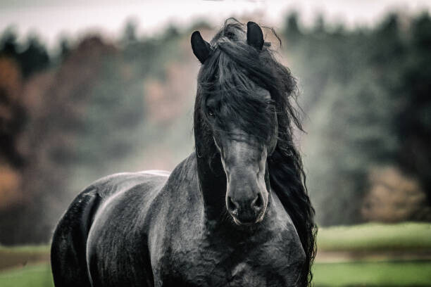 zamknięte w migawce Plakát, Obraz - Black pearl of Frisian horse breeding in Poland, zamknięte w migawce, 40 × 26.7 cm
