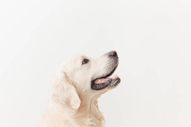 D + G / 500px Plakát, Obraz - Close-up of golden retriever looking away, D + G / 500px, 40 × 26.7 cm