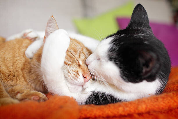 Marcel ter Bekke Plakát, Obraz - cuddly cat couple kissing, Marcel ter Bekke, 40 × 26.7 cm