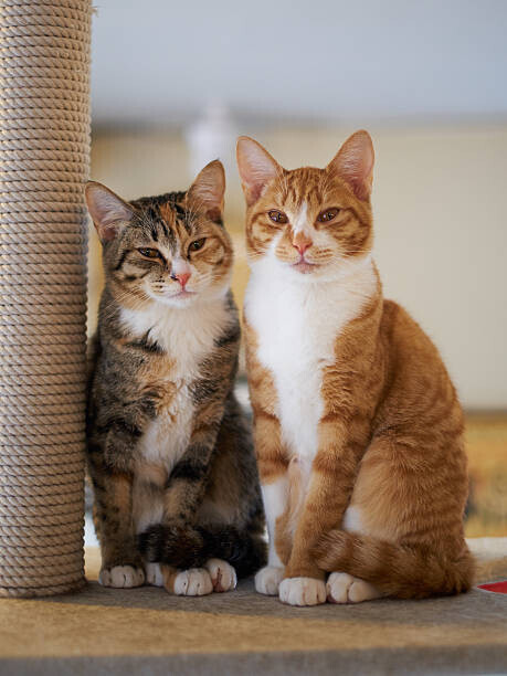 Akimasa Harada Plakát, Obraz - Portrait of Two Young Cats, Akimasa Harada, 30 × 40 cm