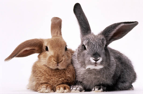 GK Hart/Vikki Hart Plakát, Obraz - BROWN AND GRAY BUNNIES, GK Hart/Vikki Hart, 40 × 26.7 cm