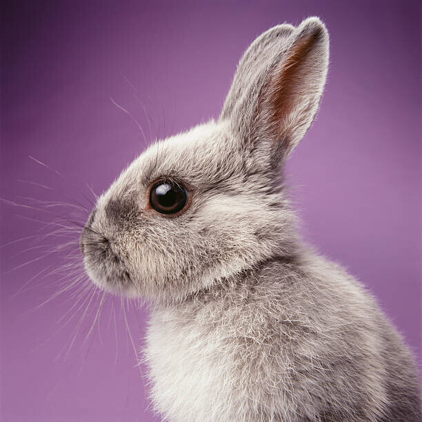 GK Hart/Vikki Hart Plakát, Obraz - Rabbit on purple background, GK Hart/Vikki Hart, 40 × 40 cm