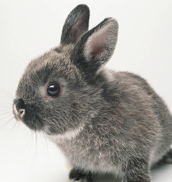 GK Hart/Vikki Hart Plakát, Obraz - Gray rabbit, close-up, GK Hart/Vikki Hart, 40 × 40 cm