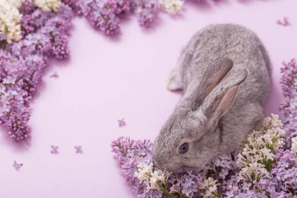 Maya23K Plakát, Obraz - bunny with lilac flowers on pink background, Maya23K, 40 × 26.7 cm