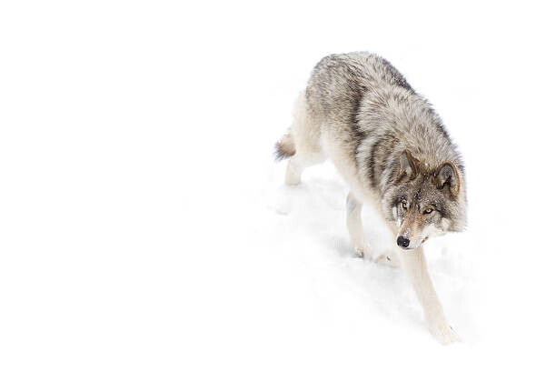 Jim Cumming Plakát, Obraz - Timber Wolf in winter, Jim Cumming, 40 × 26.7 cm