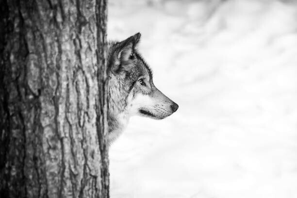 Insight Imaging Plakát, Obraz - Lone wolf and tree, Insight Imaging, 40 × 26.7 cm